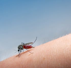wat-helpt-niet-tegen-muggen
