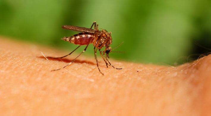 Bewonderenswaardig Onvergetelijk Carrière 10 tips tegen muggen: de beste antimuggenmiddelen! - Gezondr.nl