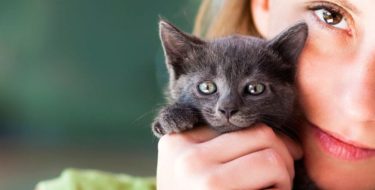 Allergisch voor katten? Alles over kattenallergie!