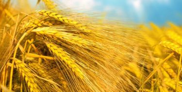 Glutenintolerantie: waarom zijn gluten slecht voor je?