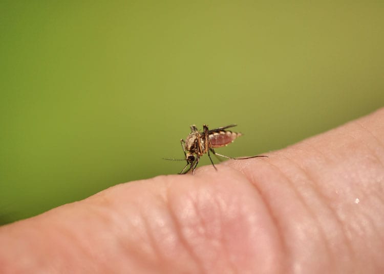 Contractie Arashigaoka Alarmerend Muggenbult behandeling: hoe behandel je een muggenbeet? - Gezondr.nl