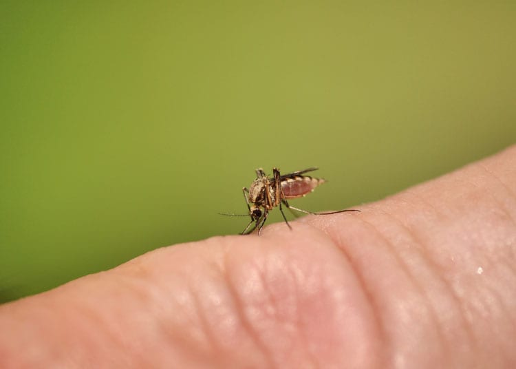 Muggenbult Behandeling Hoe Behandel Je Een Muggenbeet Gezondr Nl