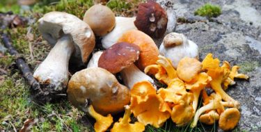 gezonde eetbare paddenstoelen