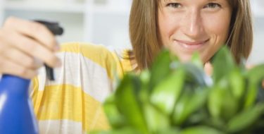 kleine rouwvliegjes in plant bestrijden