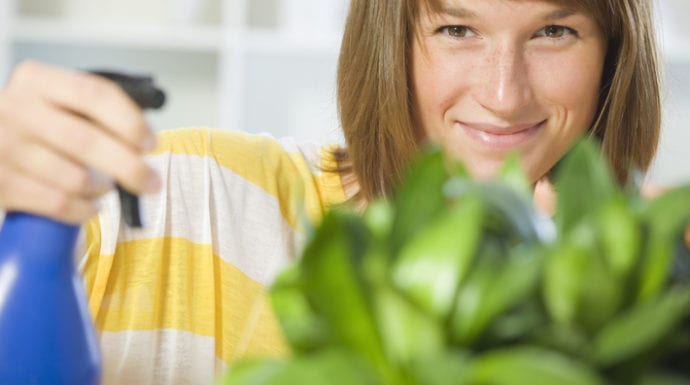 kleine rouwvliegjes in plant bestrijden