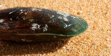 Foto van groenlipmossel op het strand