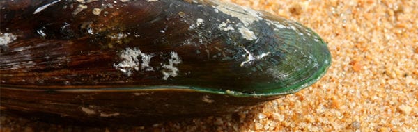 Foto van groenlipmossel op het strand